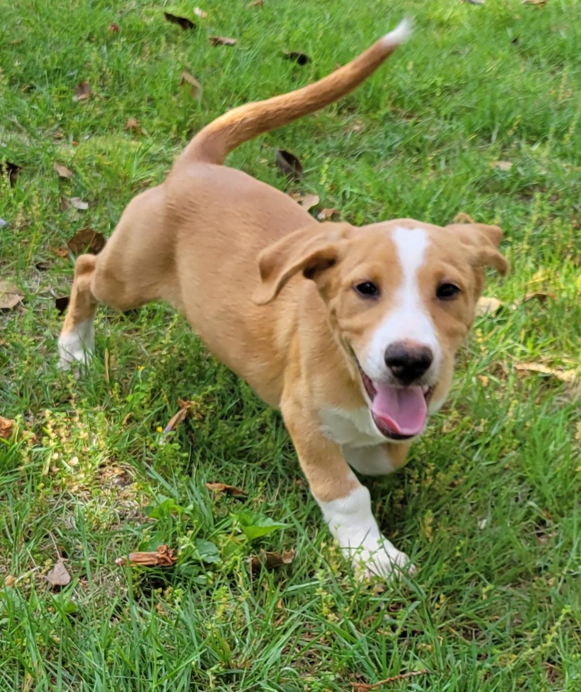Enlarge Thaddeus, an adopted mixed breed in Elwood, NJ image 2/3