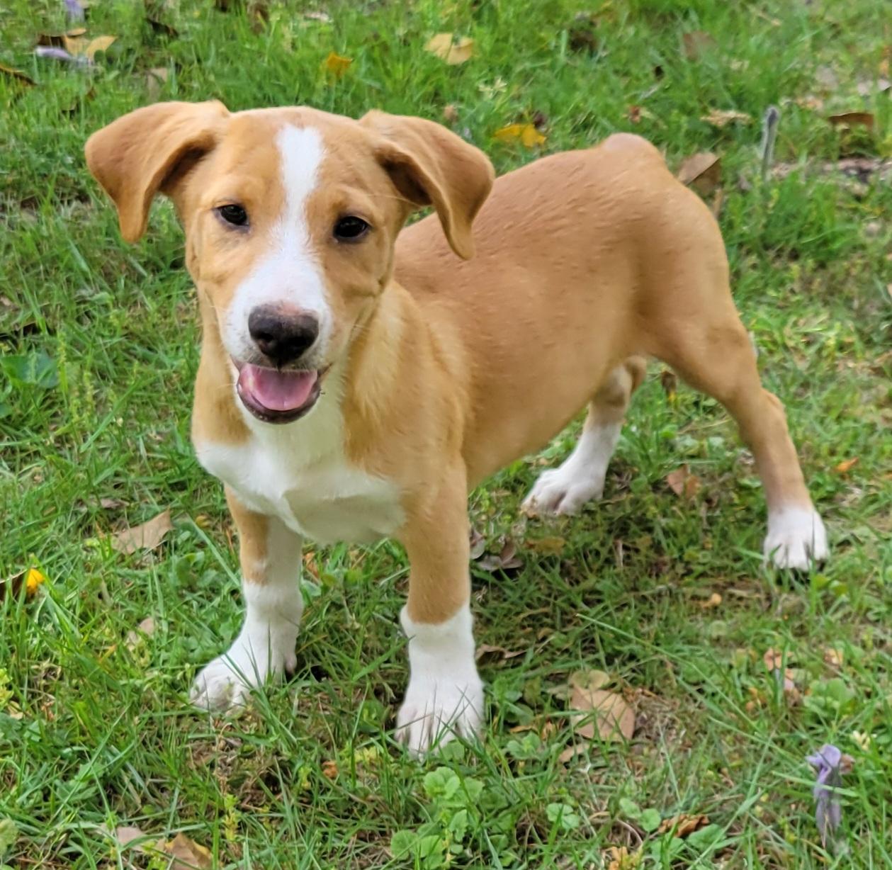 Thaddeus, adopted, Puppy Male Labrador Retriever.