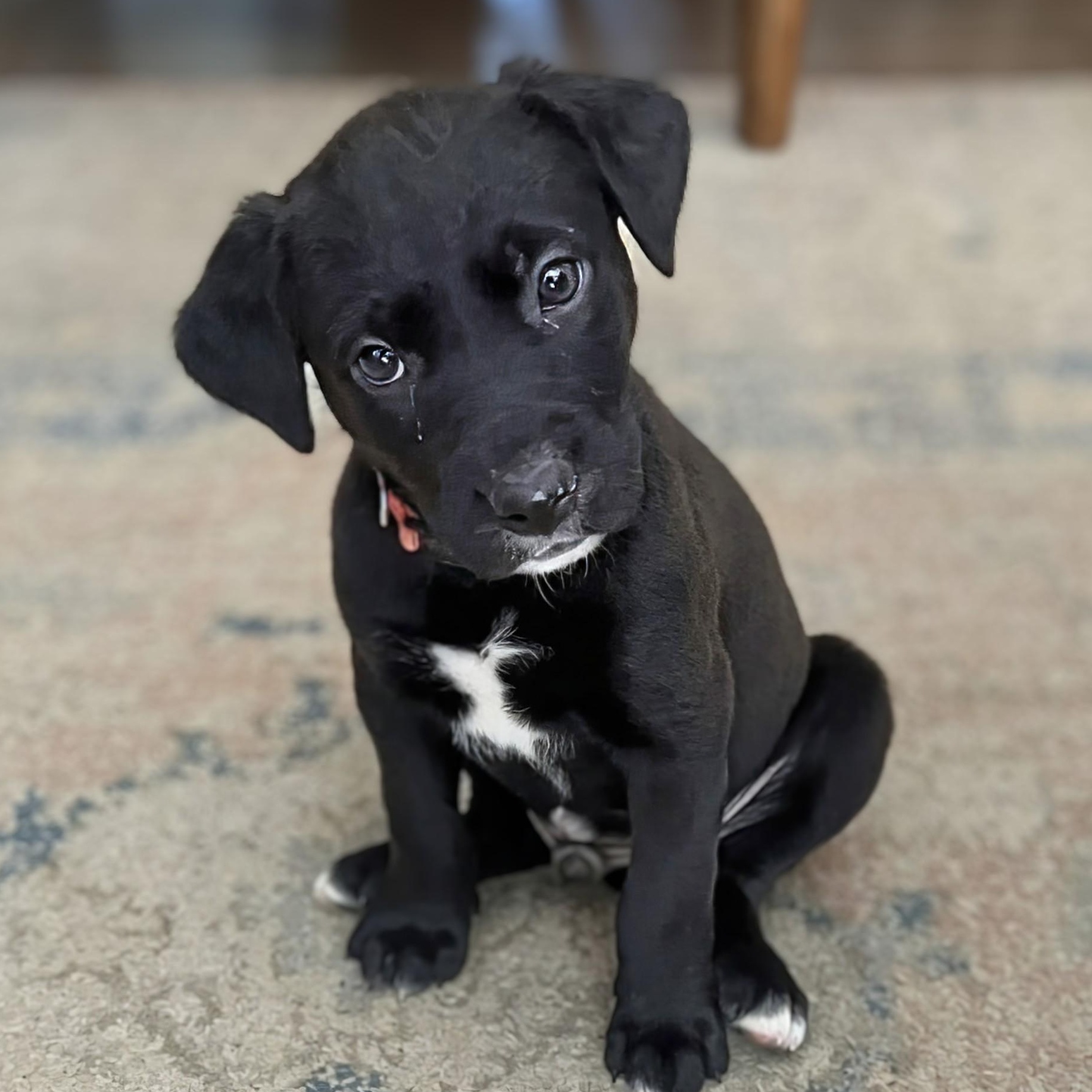 Summit, Adoptable, Puppy Male Labrador Retriever.