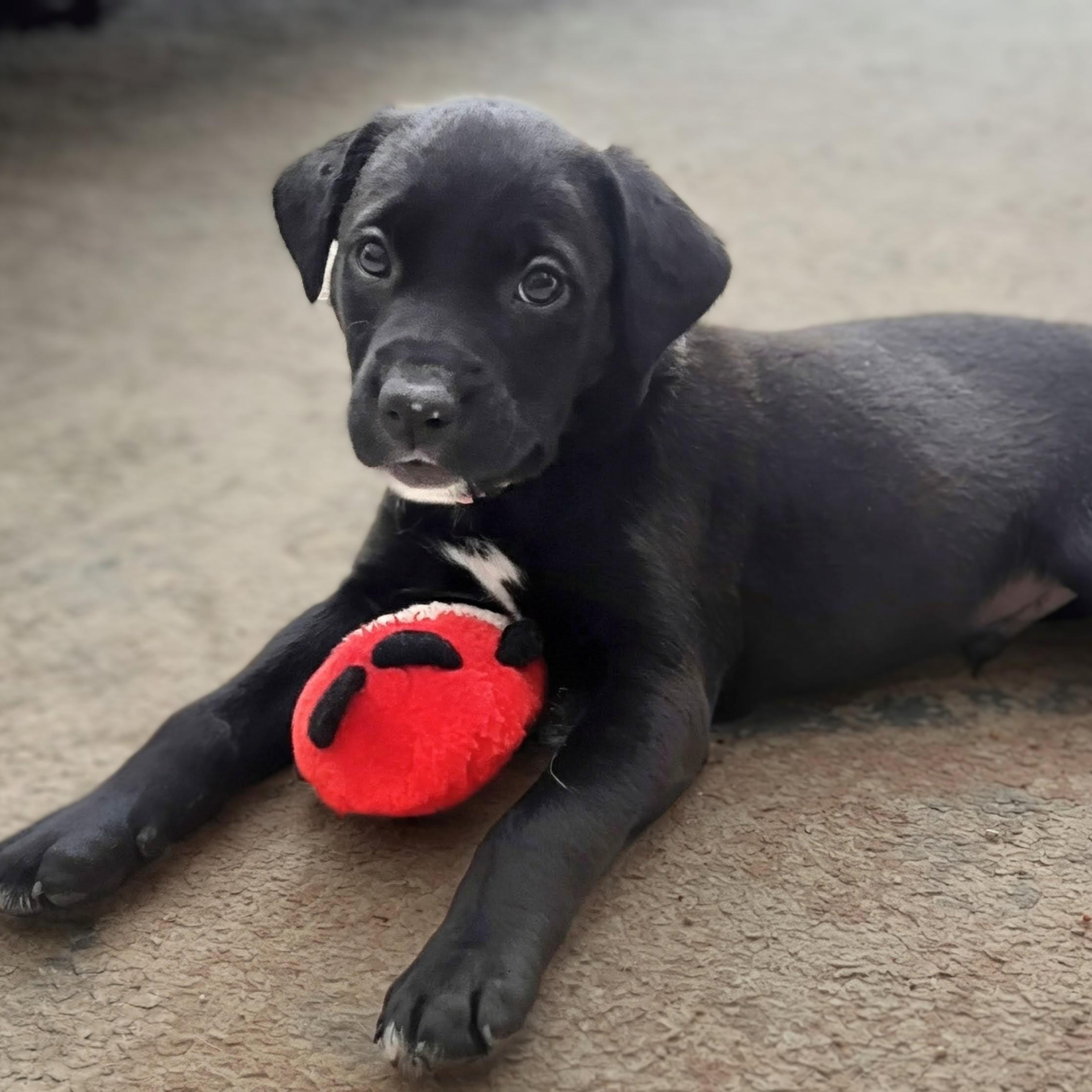 Enlarge Summit, a Adoptable mixed breed in Potomac, MD image 2/3