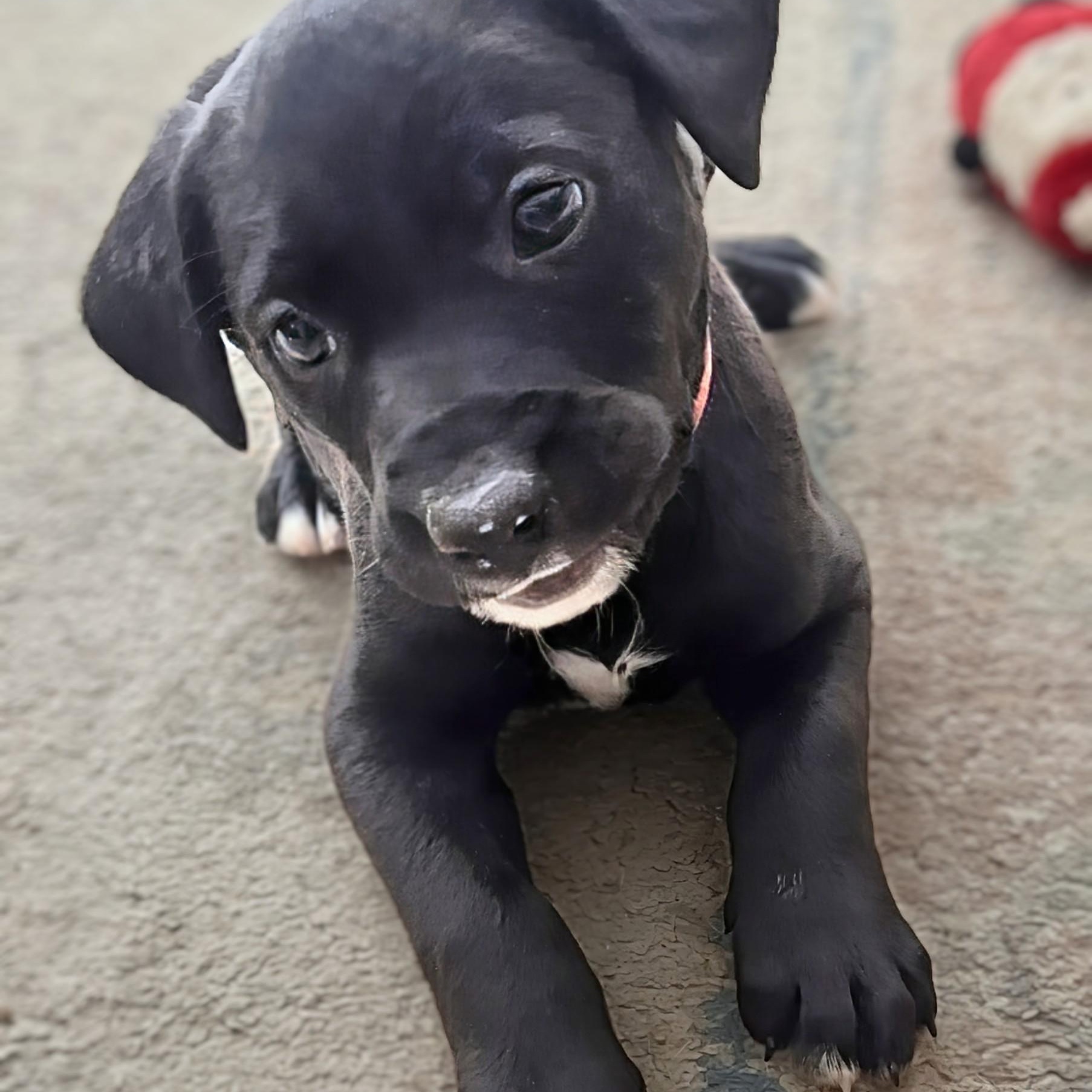 Enlarge Summit, a Adoptable mixed breed in Potomac, MD image 3/3