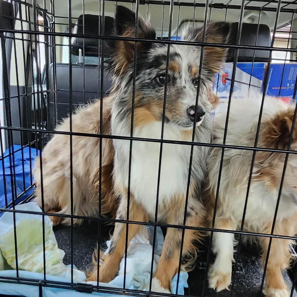 Curly, Adoptable, Young Male Australian Shepherd.