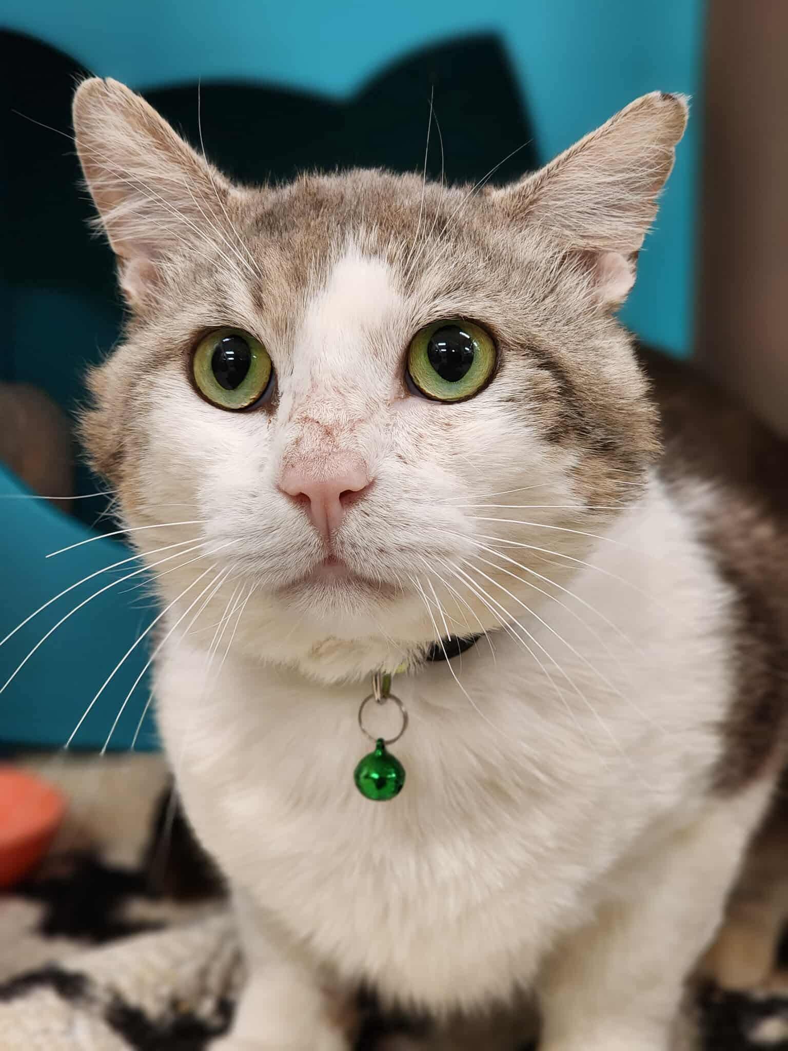 Ian McKellan, Adoptable, Adult Male Domestic Short Hair.