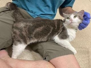 Ian McKellan, Adoptable, Adult Male Domestic Short Hair.