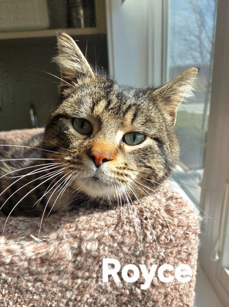 Royce, Adoptable, Adult Male Domestic Short Hair.