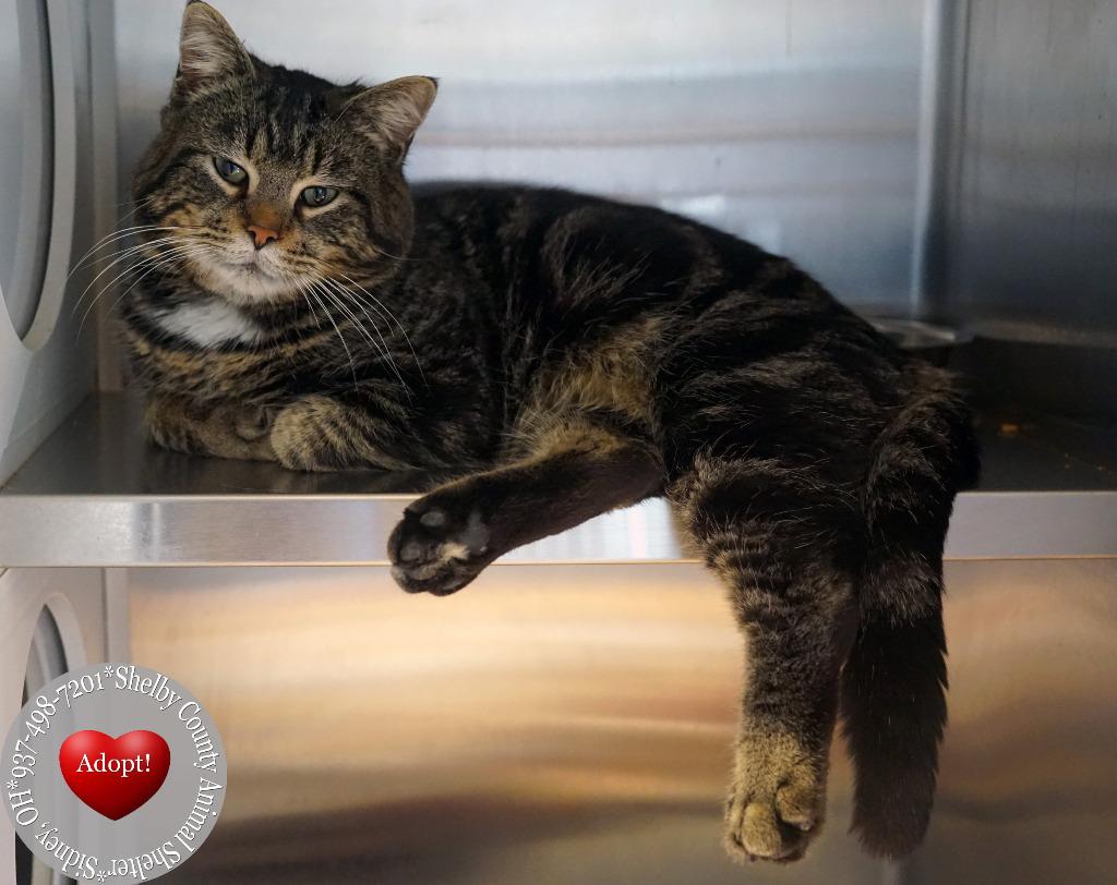 Enlarge Royce, a Adoptable mixed breed in Sidney, OH image 2/6