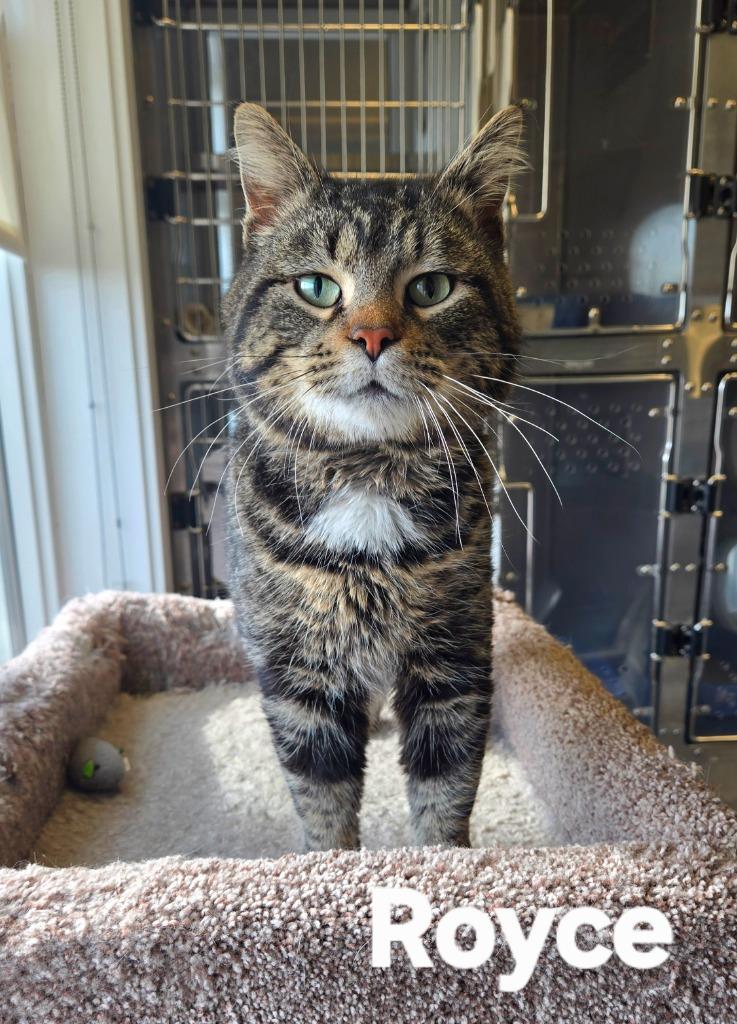 Enlarge Royce, a Adoptable mixed breed in Sidney, OH image 3/6