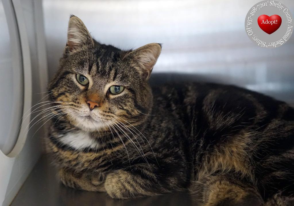 Enlarge Royce, a Adoptable mixed breed in Sidney, OH image 4/6