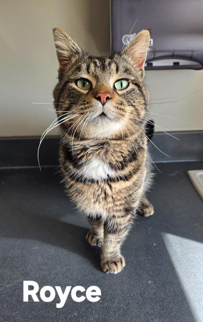 Enlarge Royce, a Adoptable mixed breed in Sidney, OH image 5/6