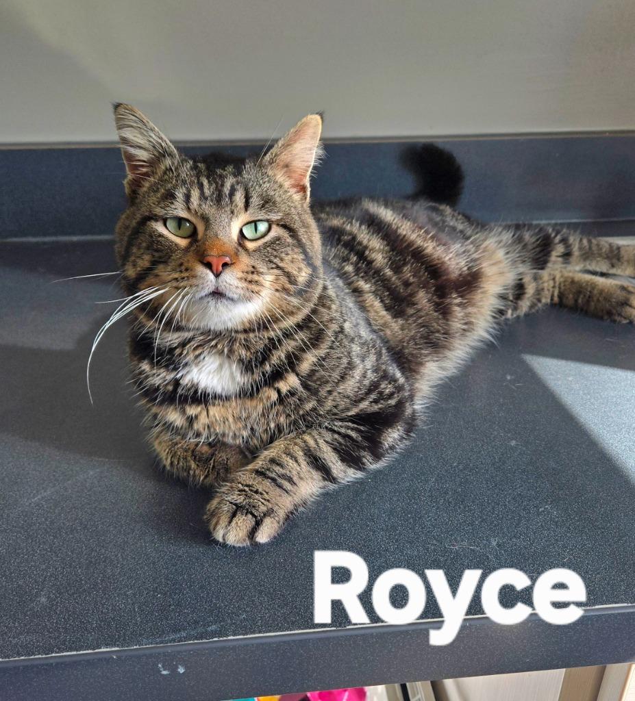 Enlarge Royce, a Adoptable mixed breed in Sidney, OH image 6/6