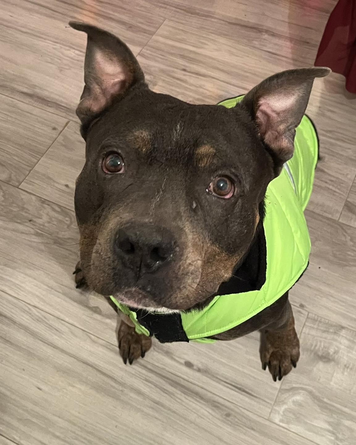 Enlarge Bobo, a Adoptable mixed breed in Boise, ID image 2/4