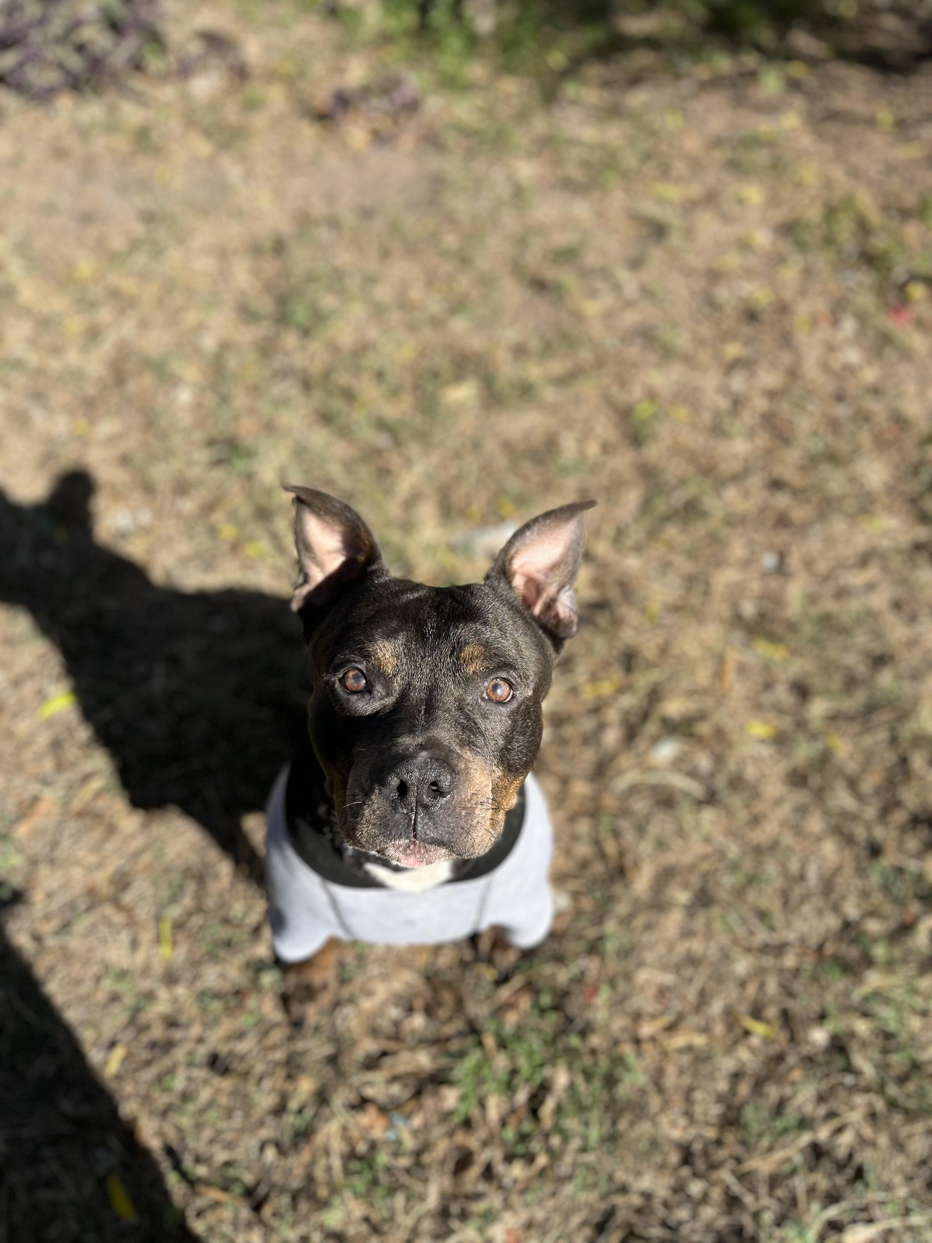 Enlarge Bobo, a Adoptable mixed breed in Boise, ID image 3/4