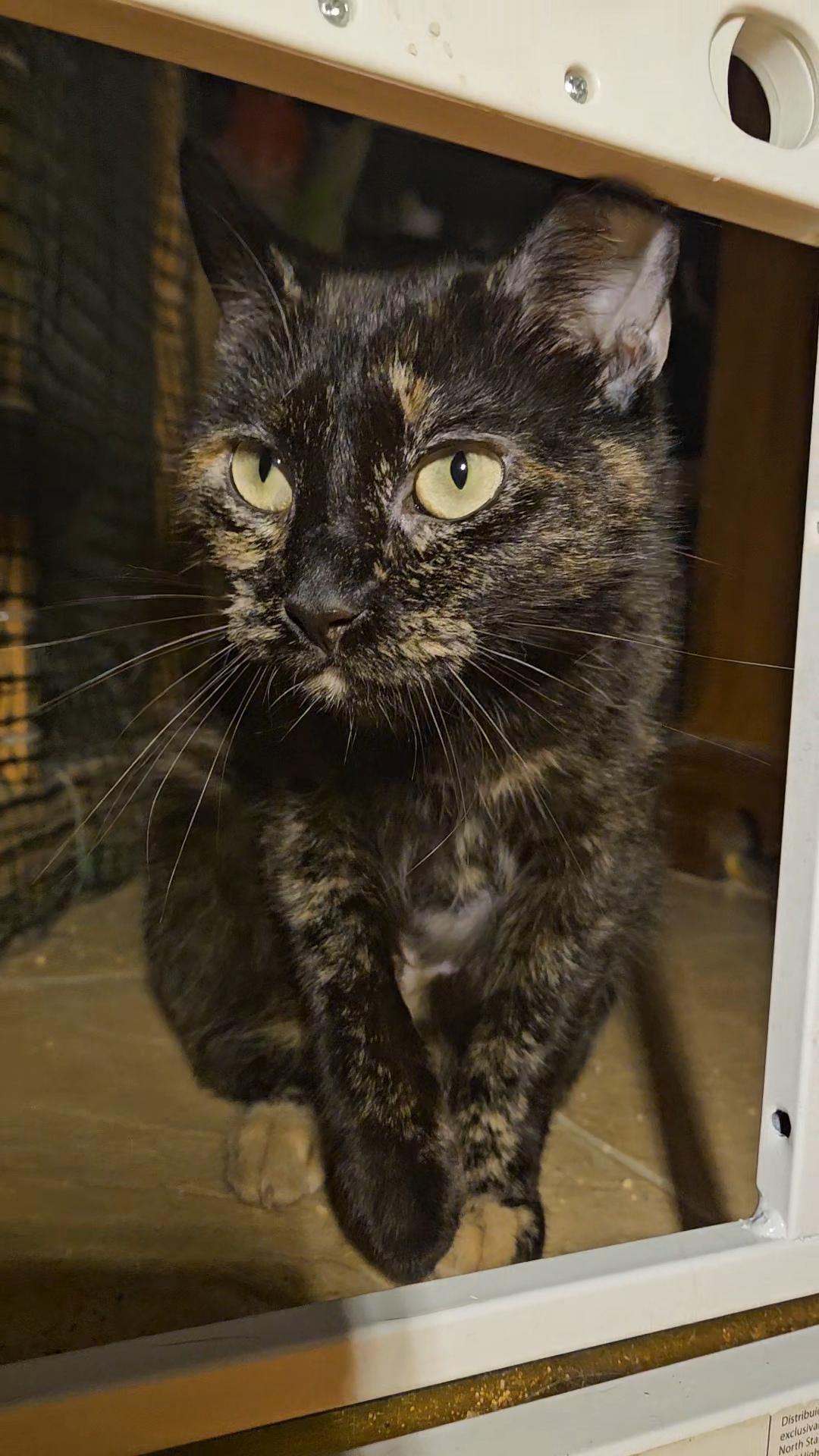 MOTLEY N ~ Playful Tortie!