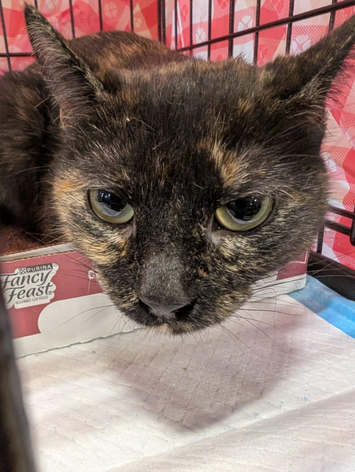 MOTLEY N ~ Playful Tortie!