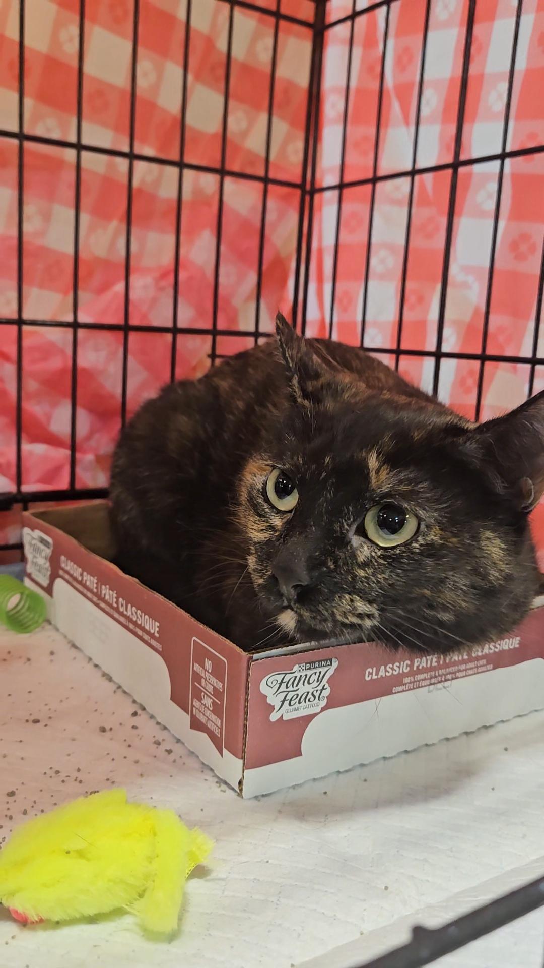 MOTLEY N ~ Playful Tortie!