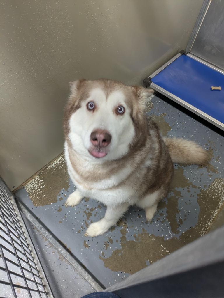 Nala, Adoptable, Senior Female Husky.