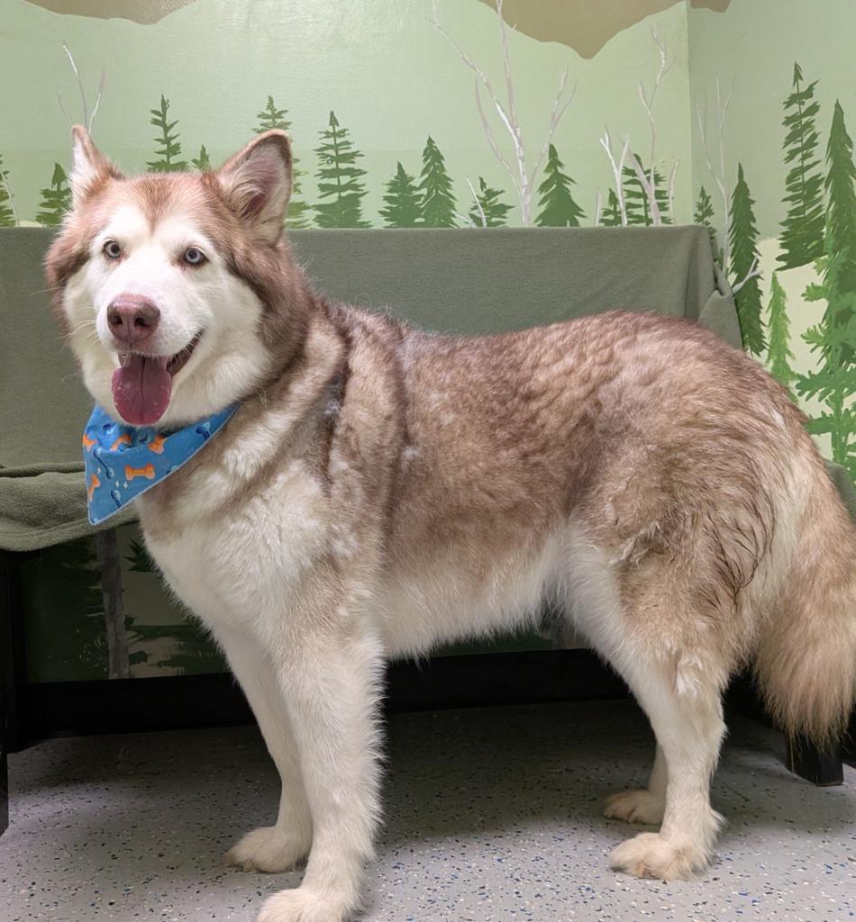 Nala, Adoptable, Senior Female Husky.