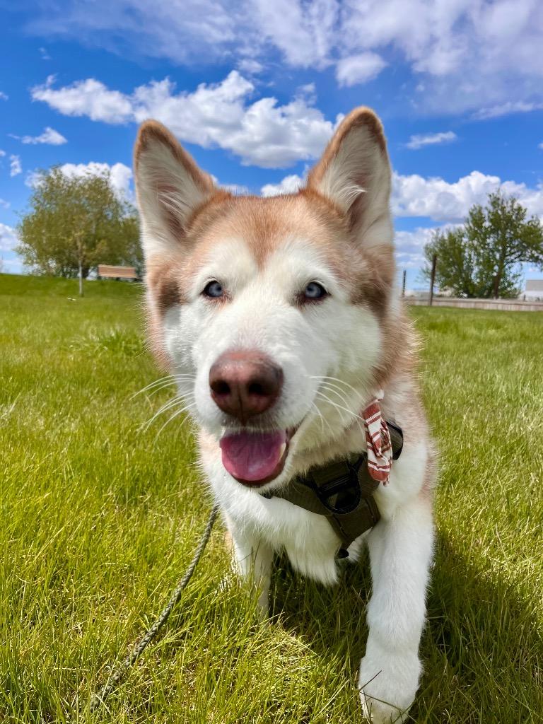 Enlarge Nala, a Adoptable Husky in Logan, UT image 4/4