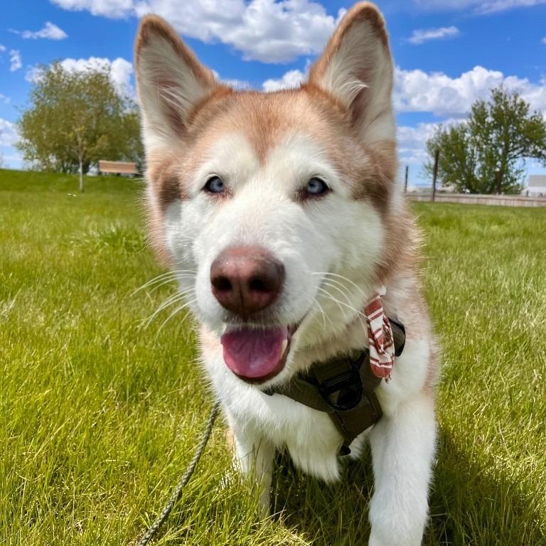 Nala, a Adoptable Husky in Logan, UT image 3/3