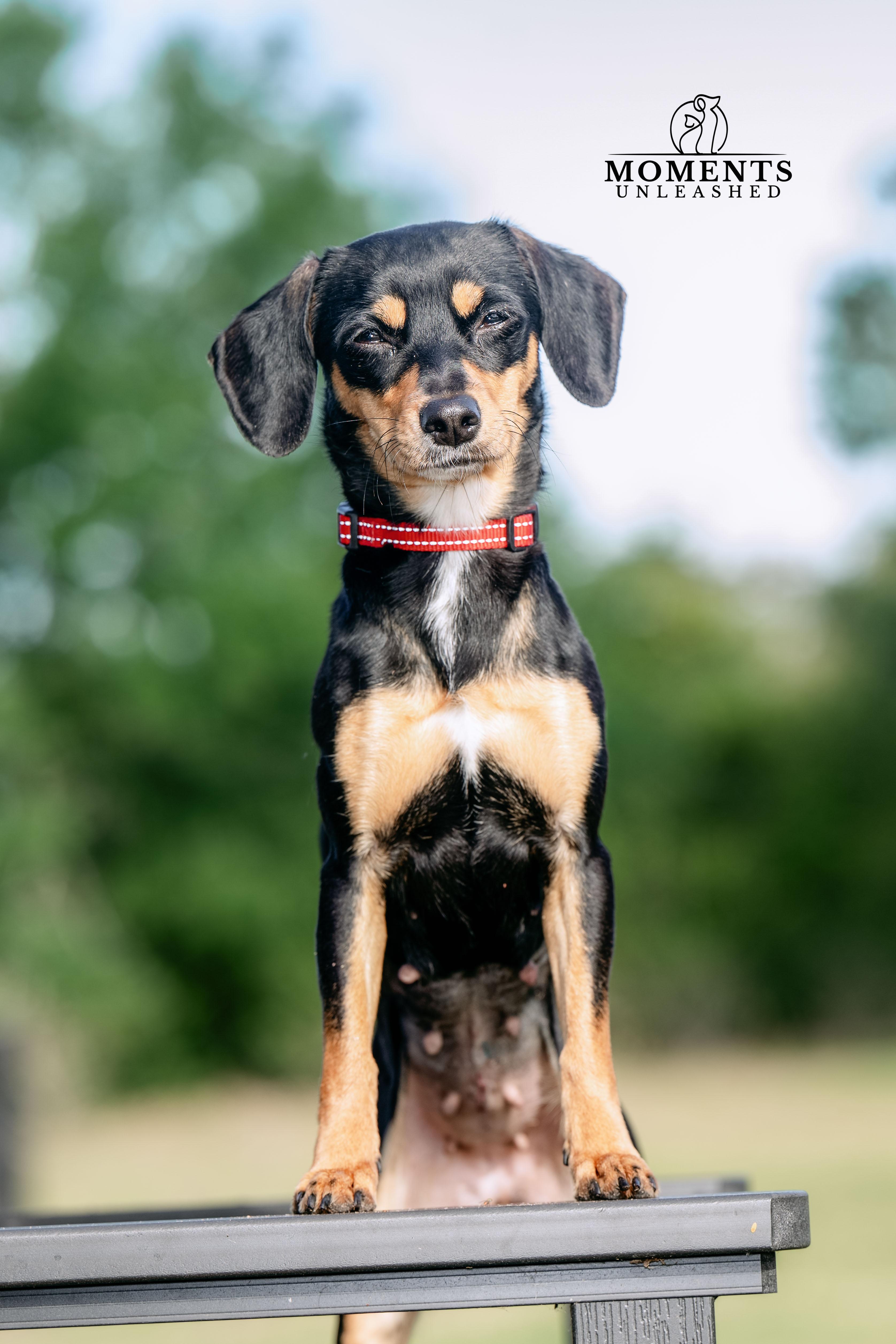 Jam, an adopted mixed breed in Myakka City, FL image 1/4