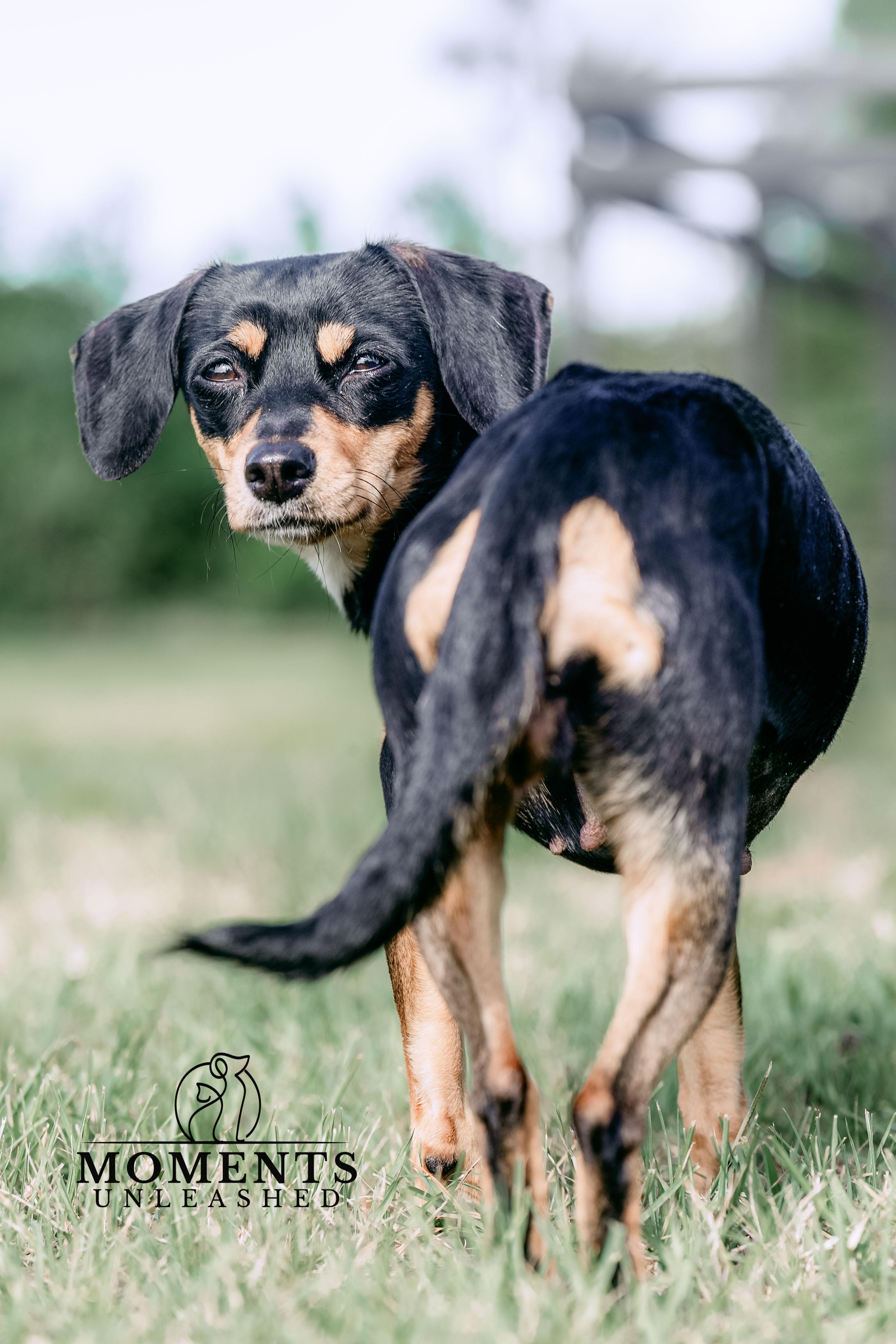 Jam, an adopted mixed breed in Myakka City, FL image 4/4