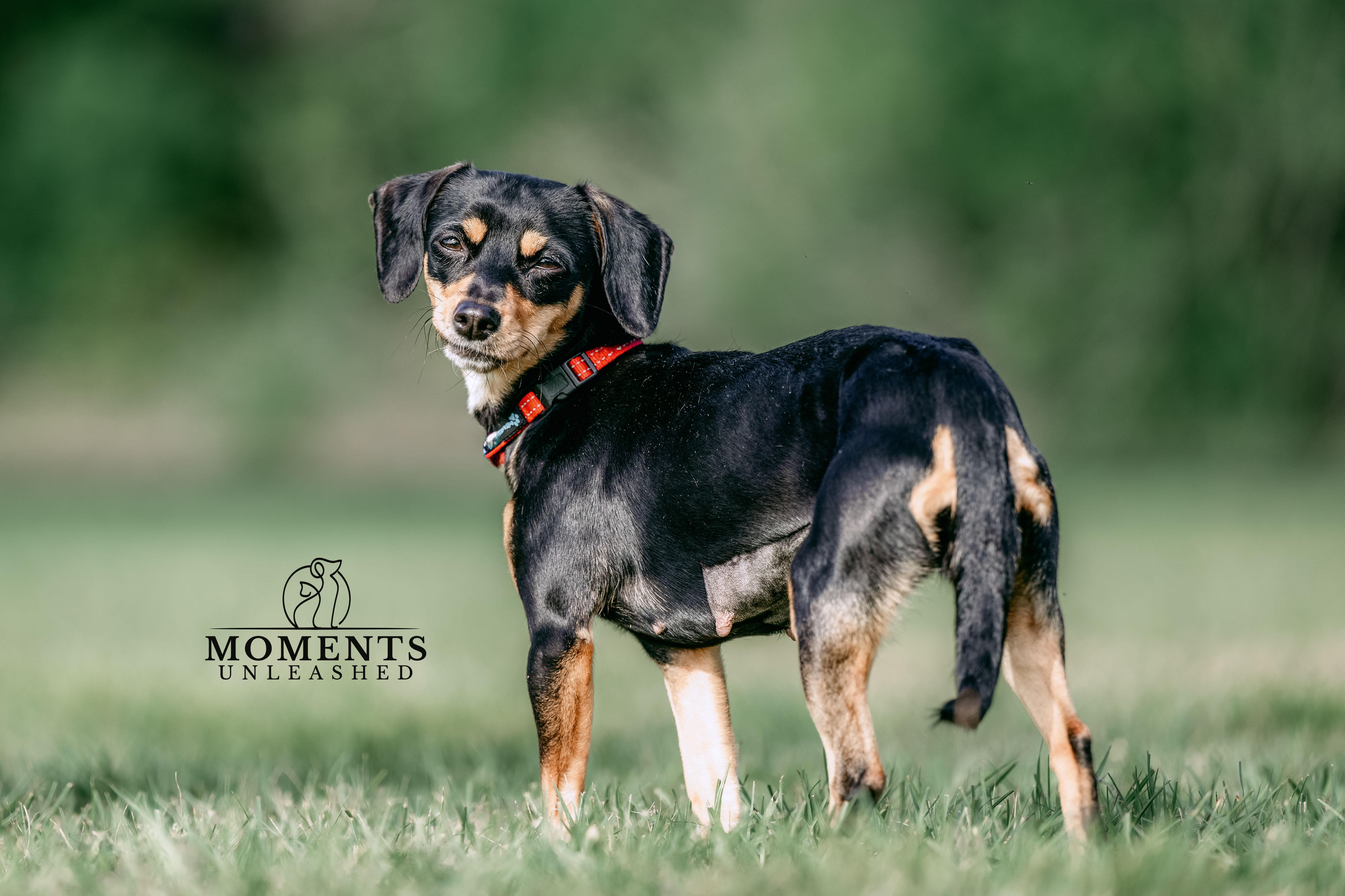 Jam, an adopted mixed breed in Myakka City, FL image 3/4