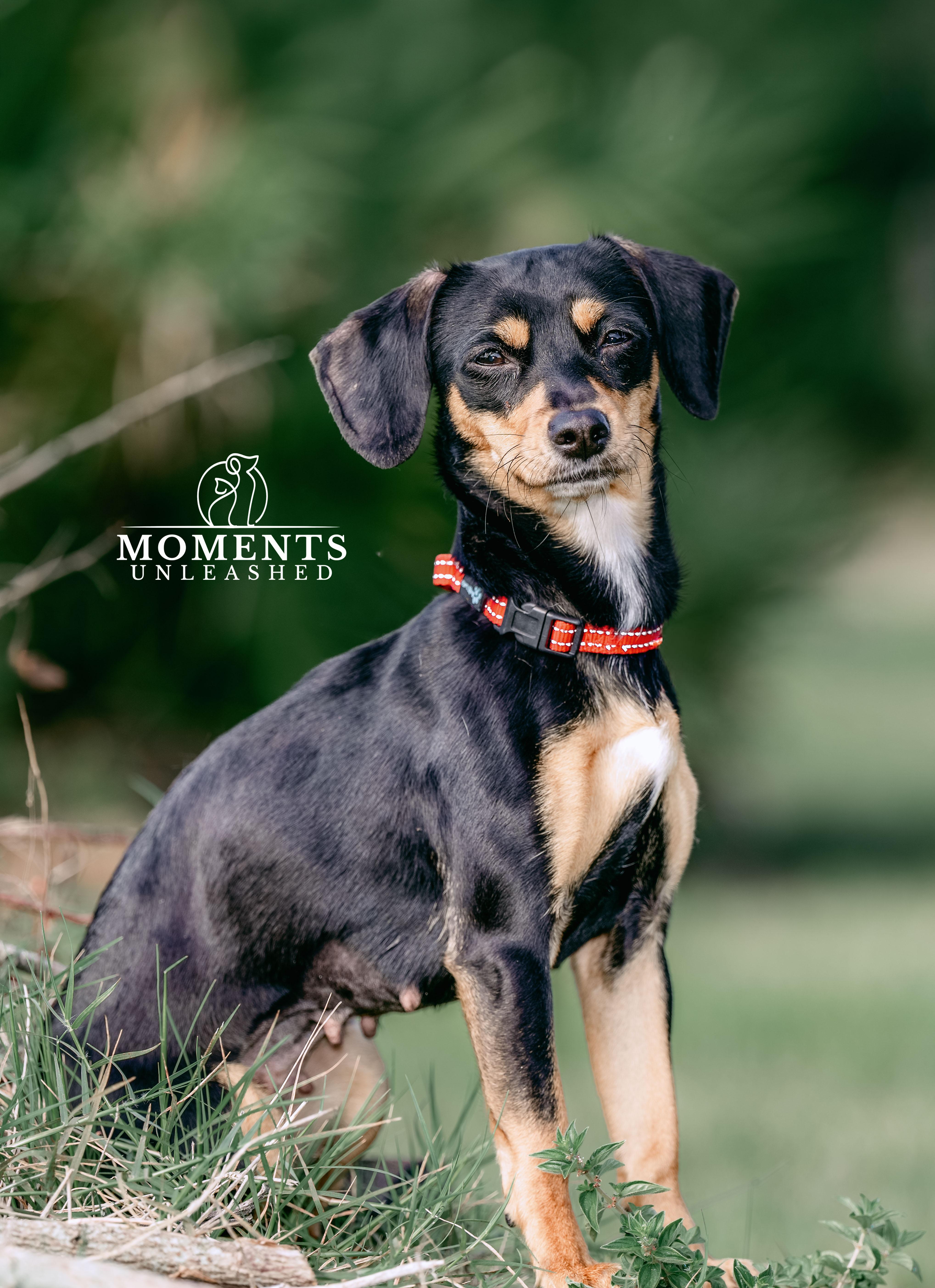 Jam, an adopted mixed breed in Myakka City, FL image 2/4