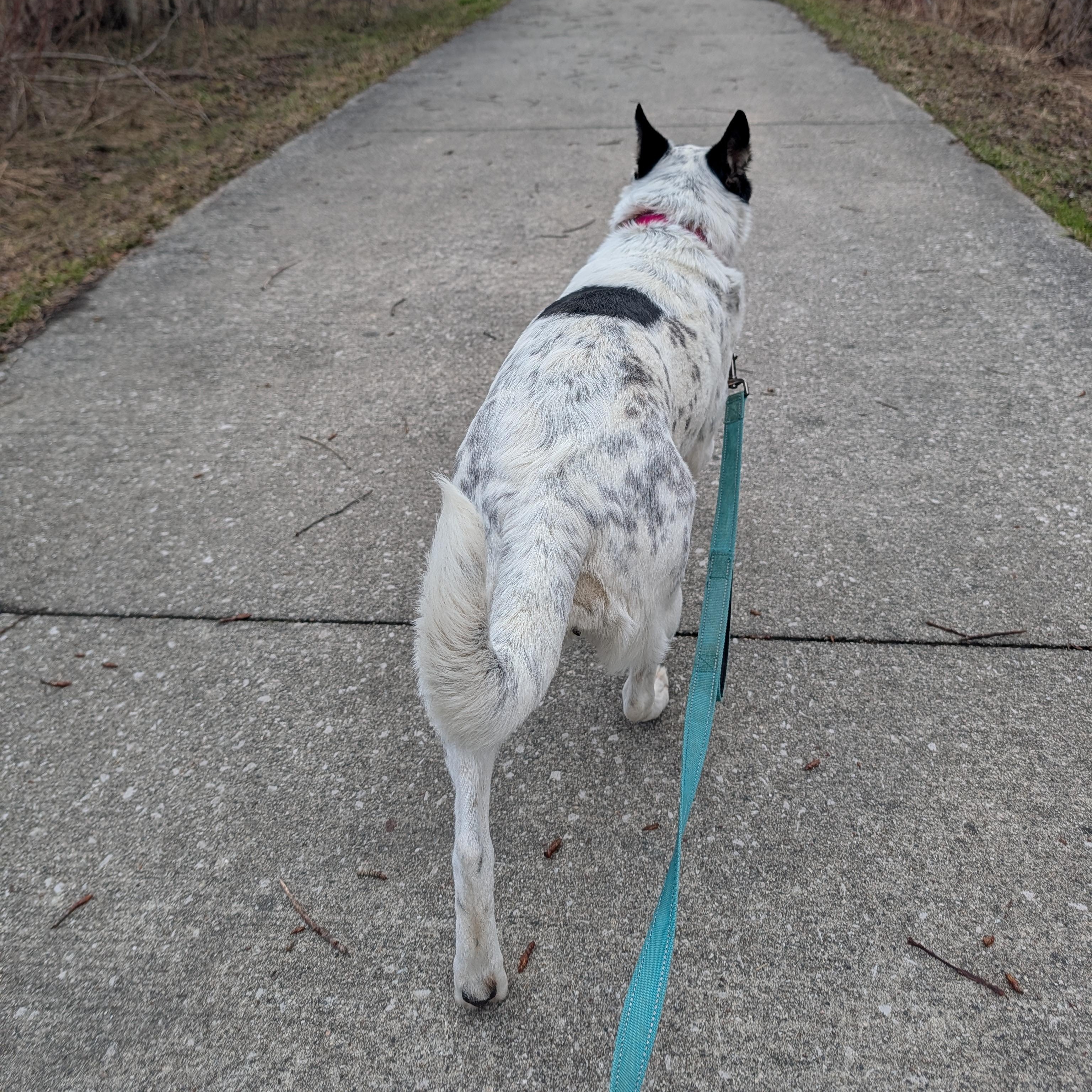 Nova, an adoptable mixed breed in Manistique, MI image 3/3