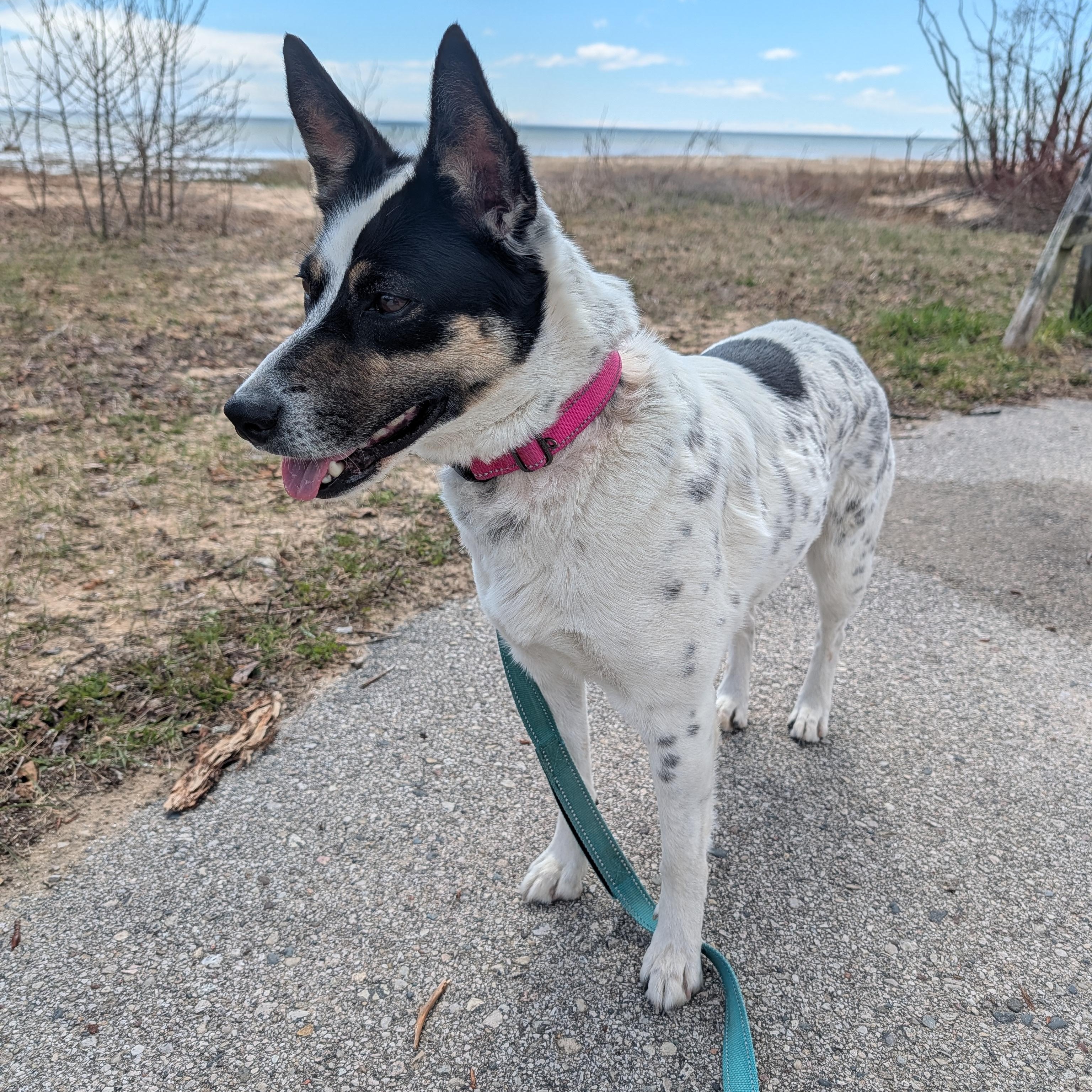 Nova, an adoptable mixed breed in Manistique, MI image 1/3