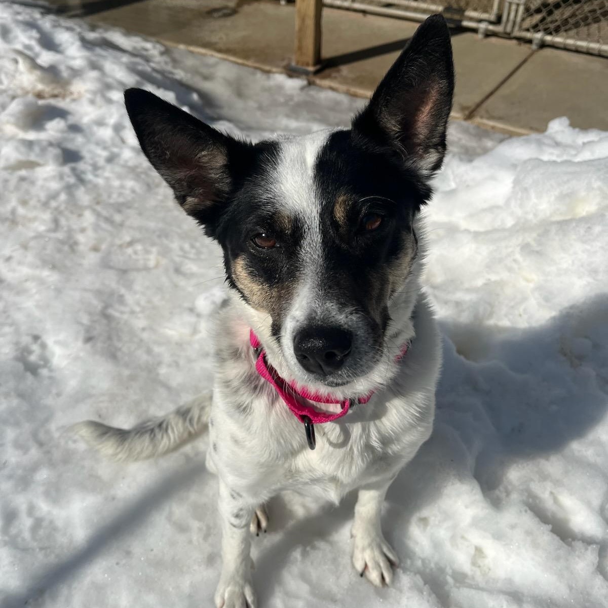 Enlarge Nova, a Adoptable mixed breed in Manistique, MI image 2/2