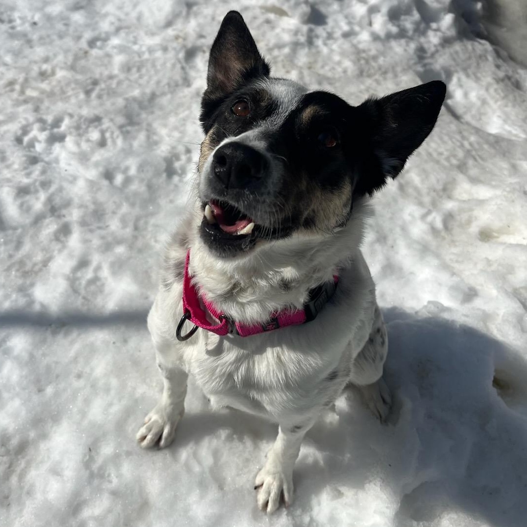 Nova, Adoptable, Adult Female Australian Cattle Dog / Blue Heeler & Border Collie.