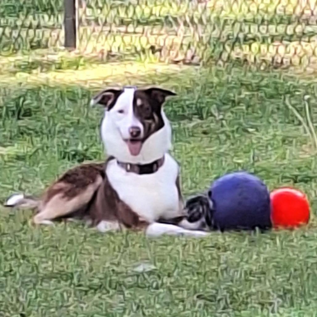 Enlarge Glacier, a Adoptable Husky in Chesapeake, VA image 1/4
