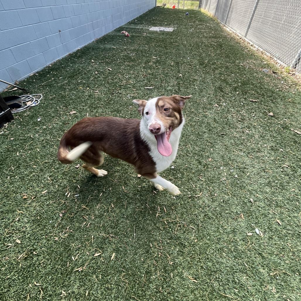 Enlarge Glacier, a Adoptable Husky in Chesapeake, VA image 2/4