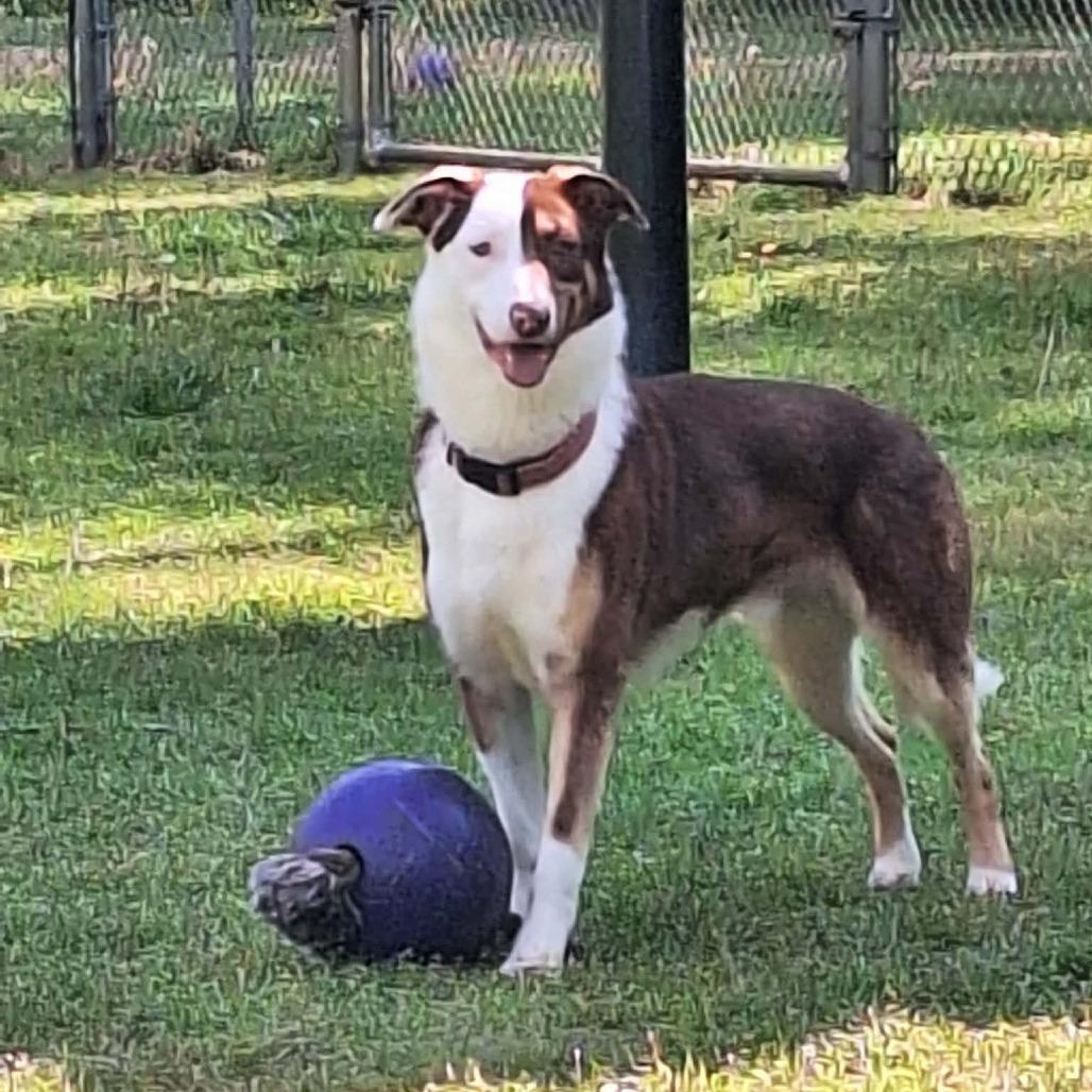 Enlarge Glacier, a Adoptable Husky in Chesapeake, VA image 3/4