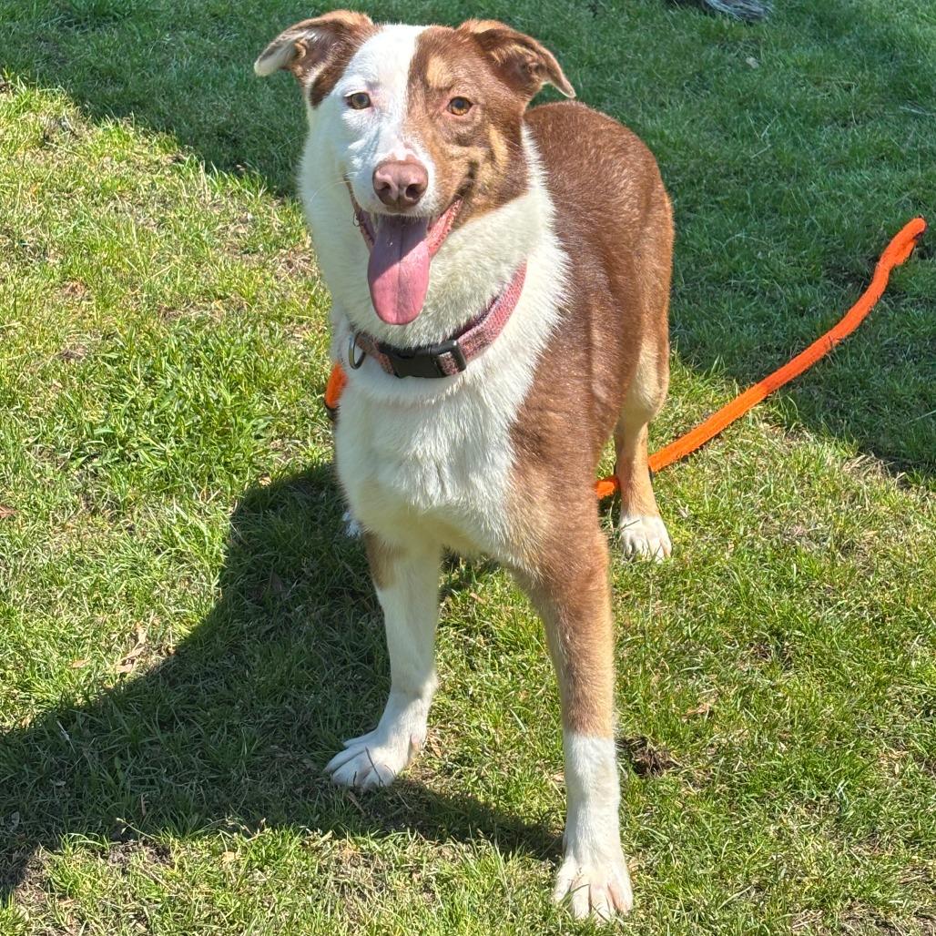 Enlarge Glacier, a Adoptable Husky in Chesapeake, VA image 4/4