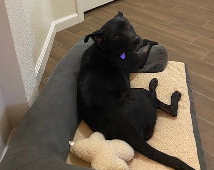 Macaroni aka Shadow , a Adoptable mixed breed in Las Vegas, NV image 1/6