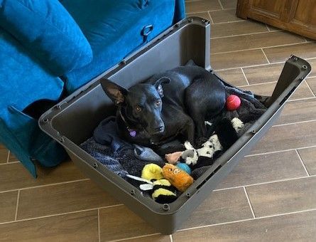 Macaroni aka Shadow , a Adoptable mixed breed in Las Vegas, NV image 2/6