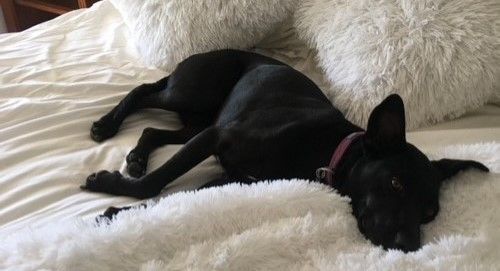 Macaroni aka Shadow , a Adoptable mixed breed in Las Vegas, NV image 3/6