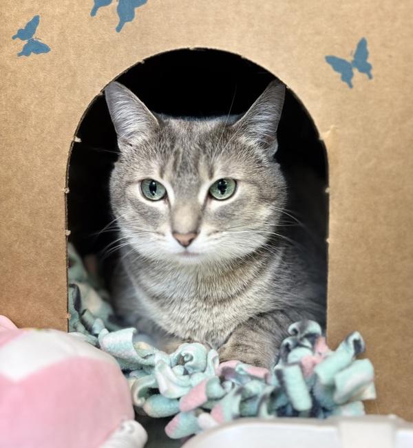 Baked Potato, Adoptable, Adult Female Domestic Short Hair.