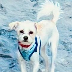 Enlarge Polly, an adopted mixed breed in Bend, OR image 1/5