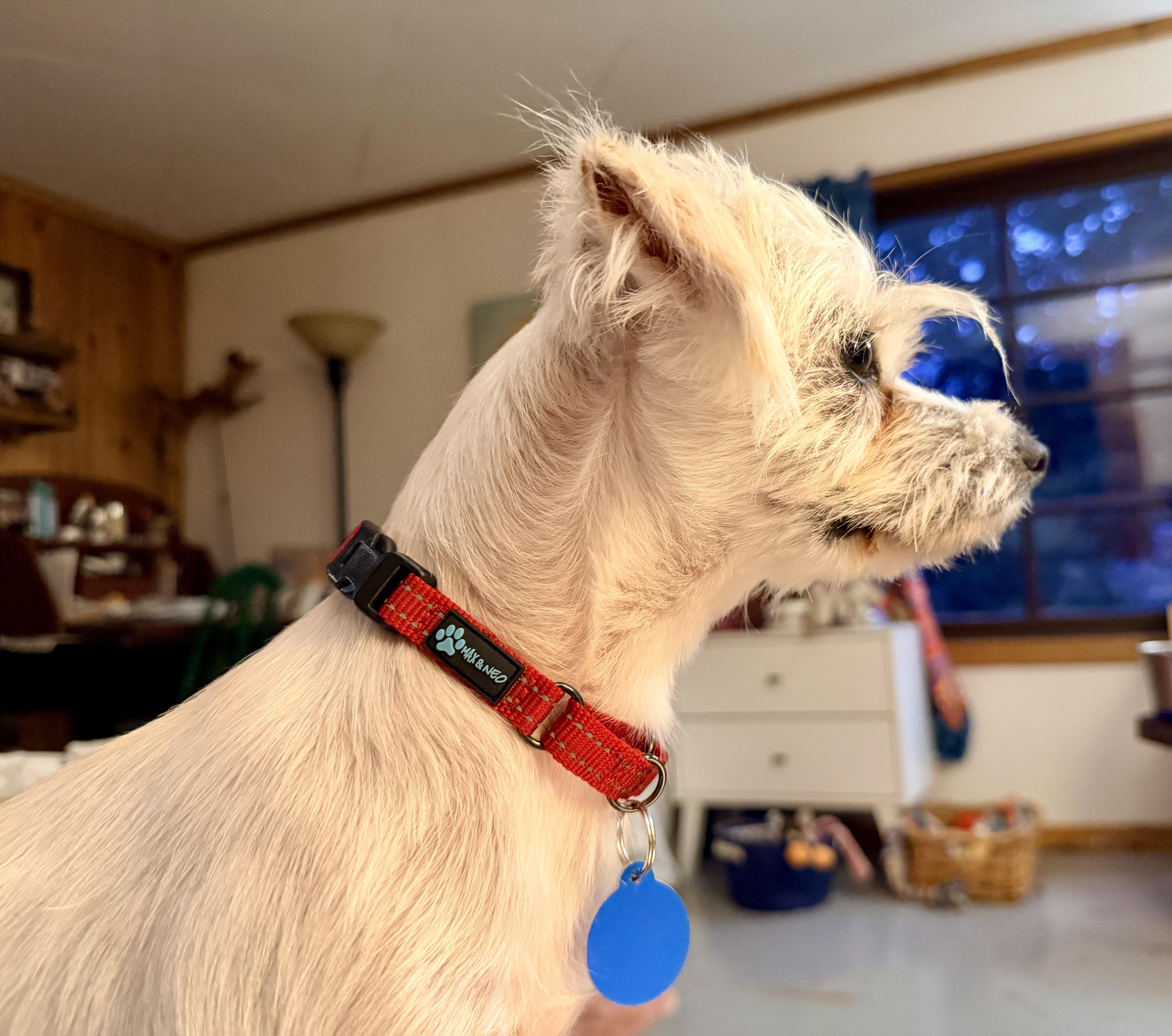 Enlarge Polly, an adopted mixed breed in Bend, OR image 4/5