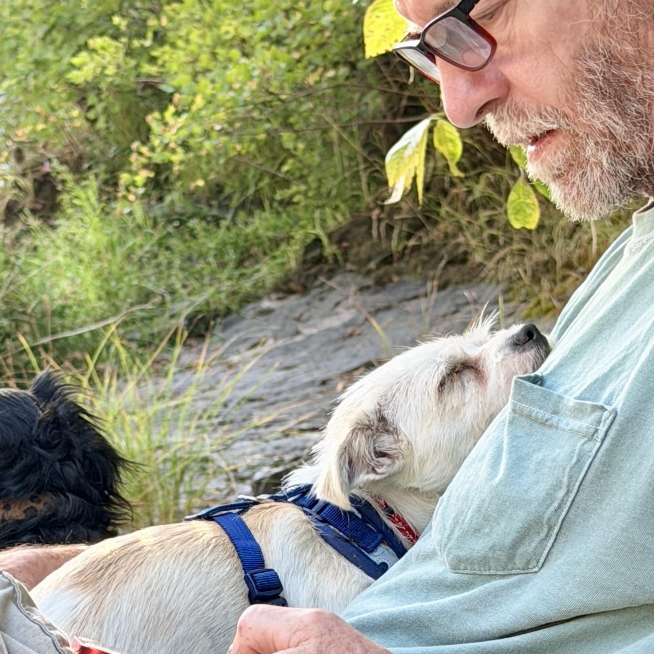 Enlarge Polly, an adopted mixed breed in Bend, OR image 2/5