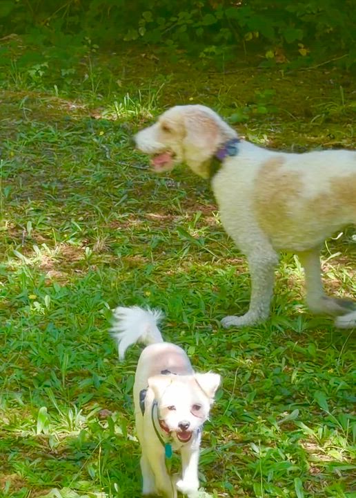 Enlarge Polly, an adopted mixed breed in Bend, OR video 5/5