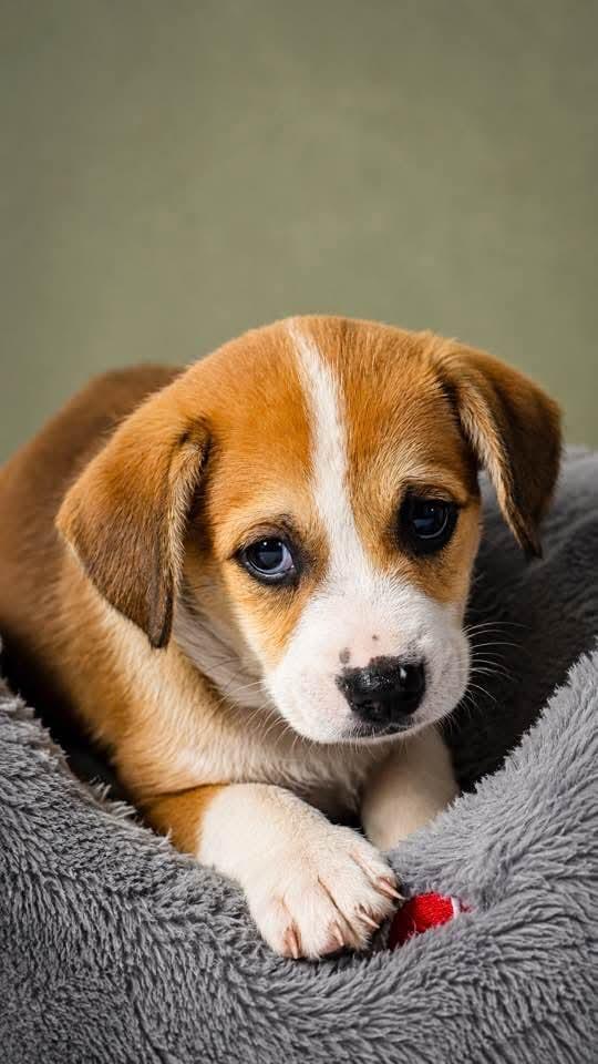 Charles, adopted, Puppy Male Beagle.