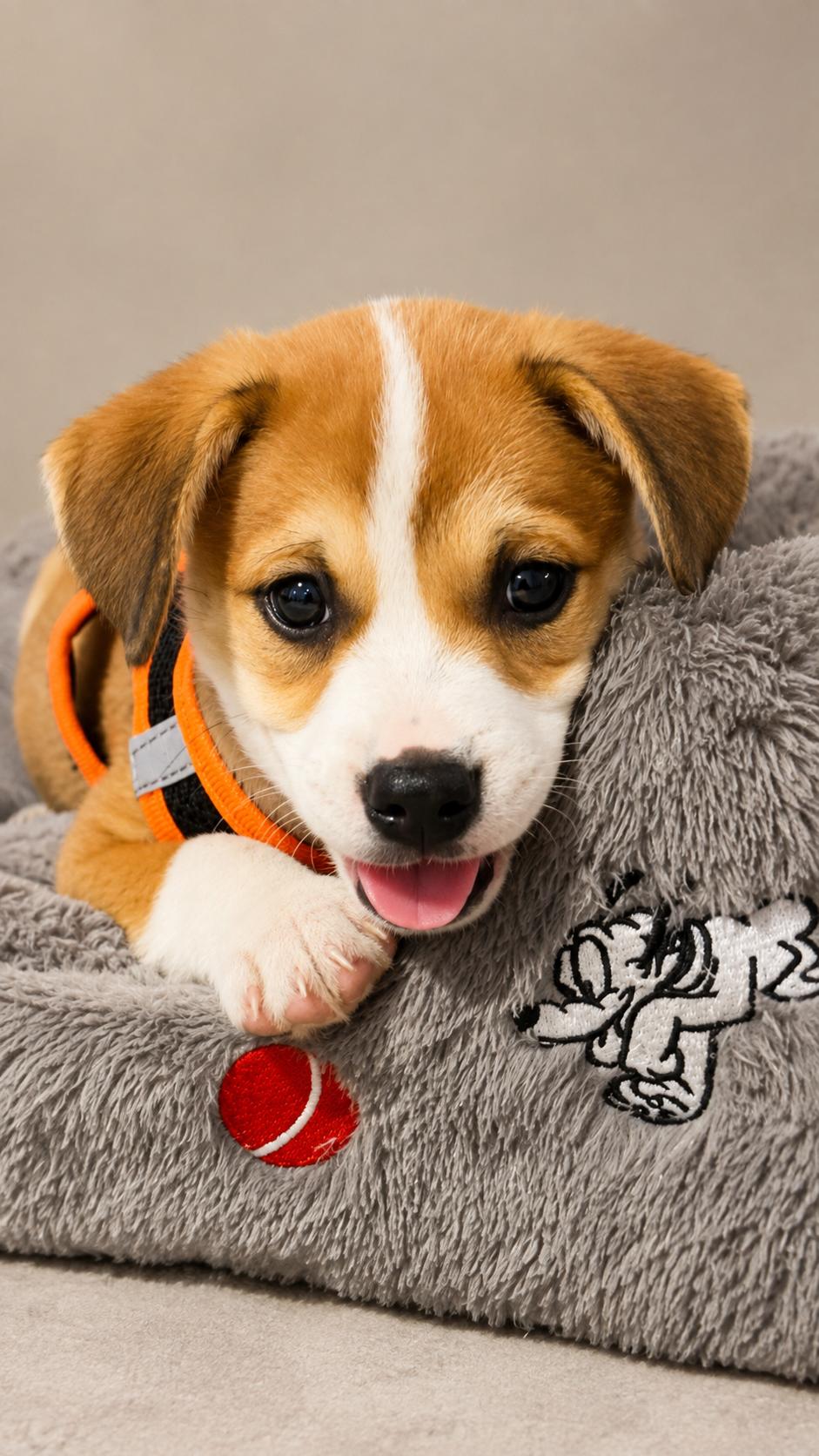 Enlarge Charles, an adopted Beagle in Jacksonville, FL image 2/4