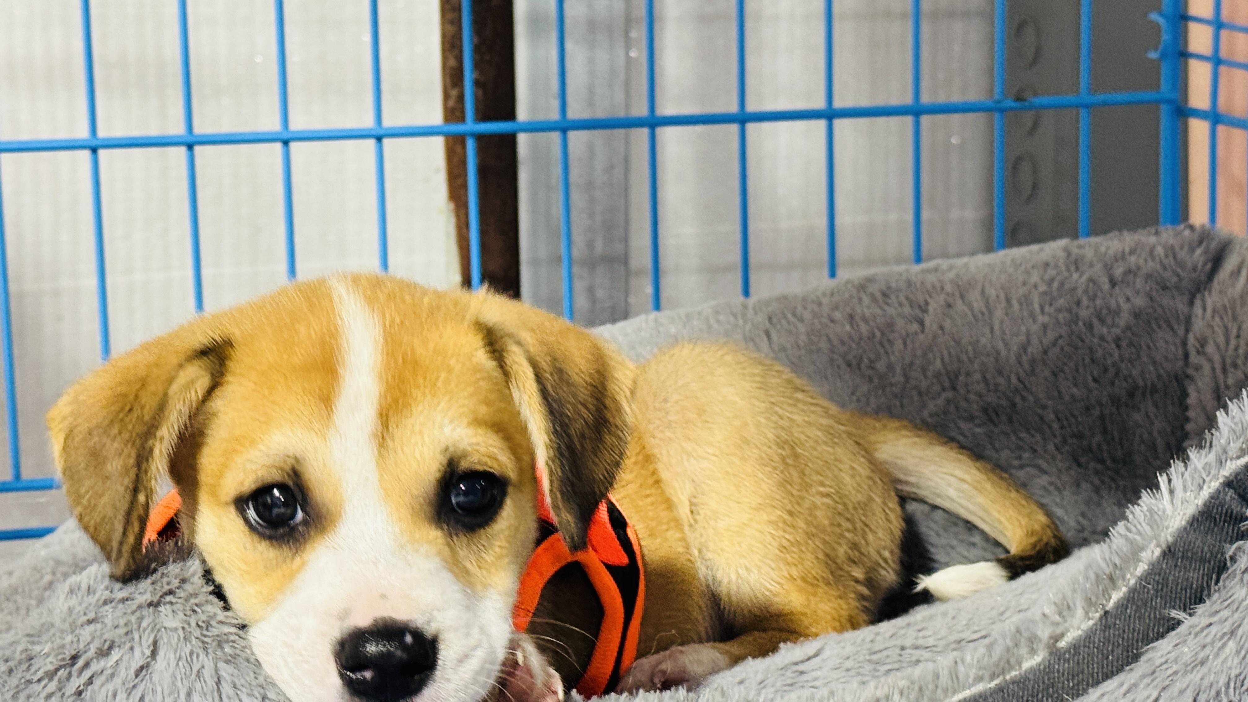 Enlarge Charles, an adopted Beagle in Jacksonville, FL image 3/4