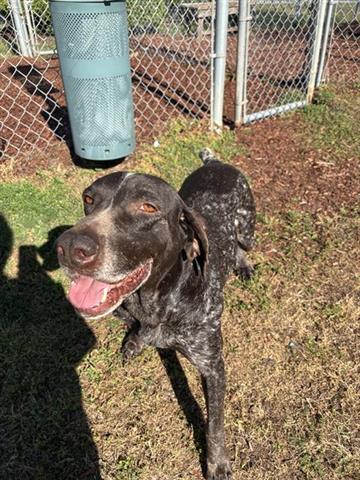 GUNNAR, Adoptable, Adult Male German Shorthaired Pointer & Mixed Breed.