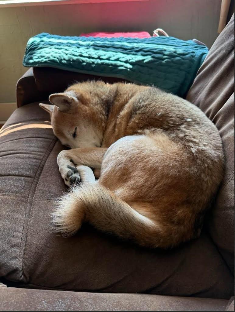 Enlarge Jeter, a ADOPTABLE Shiba Inu in Toms River, NJ image 5/6