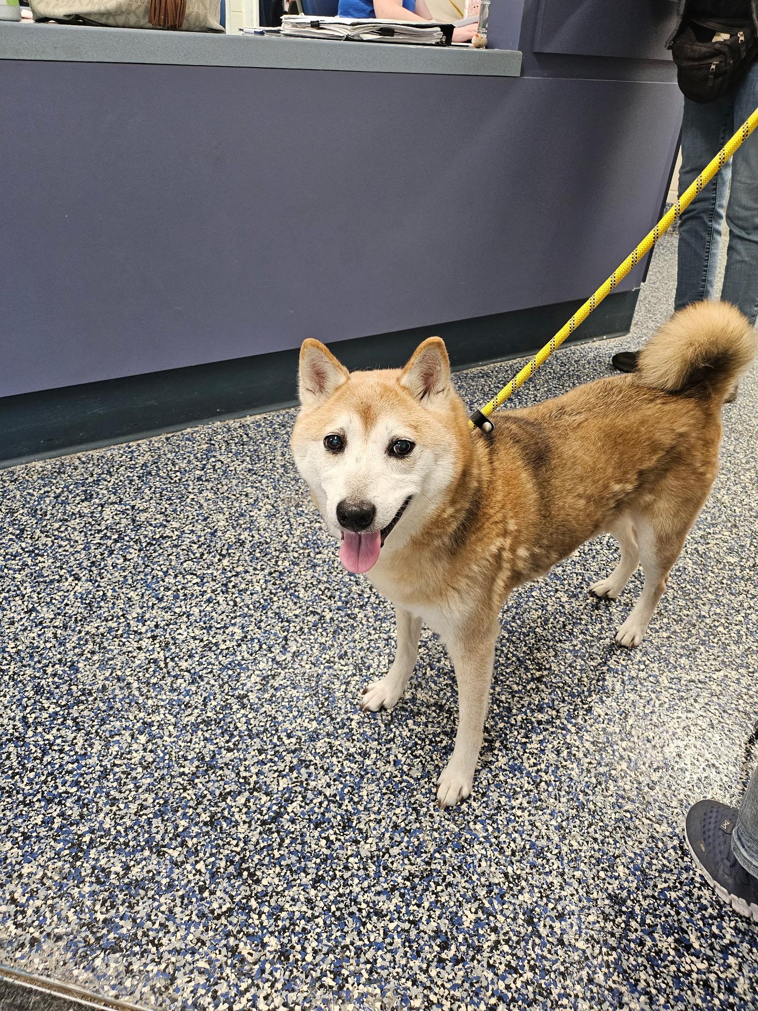 Enlarge Jeter, a ADOPTABLE Shiba Inu in Toms River, NJ image 2/6