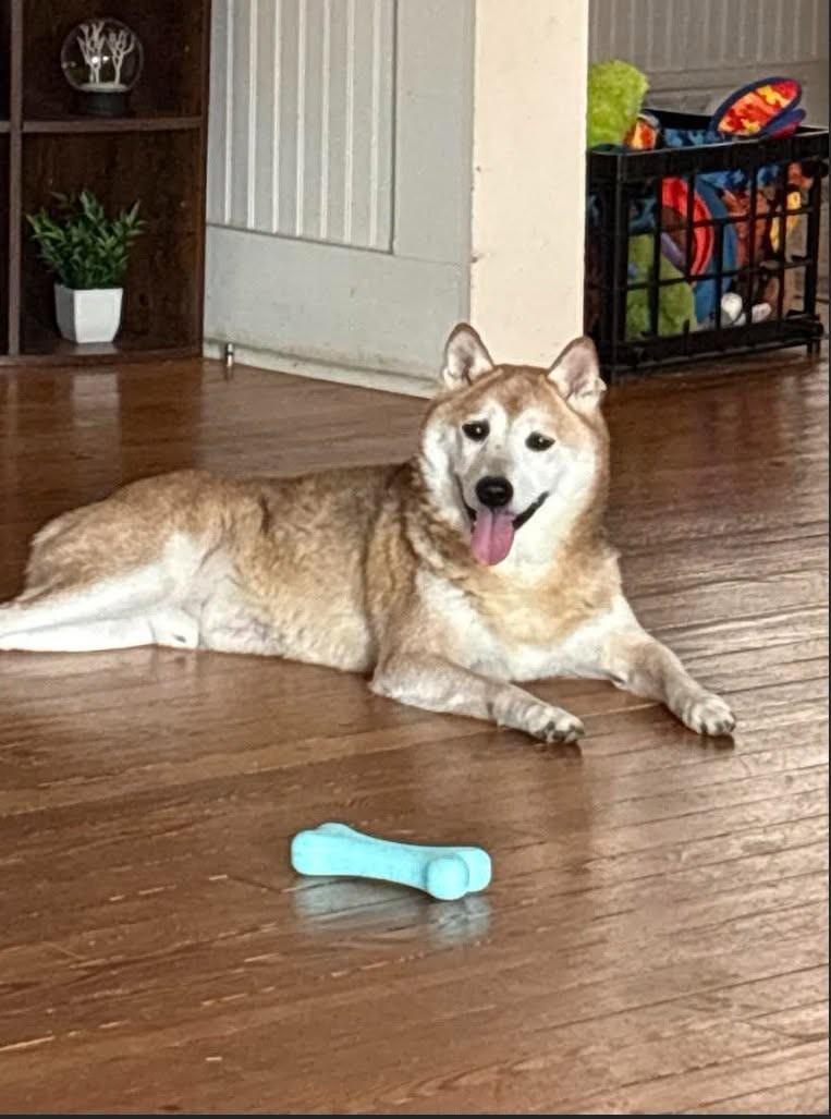 Jeter, ADOPTABLE, Adult Male Shiba Inu.